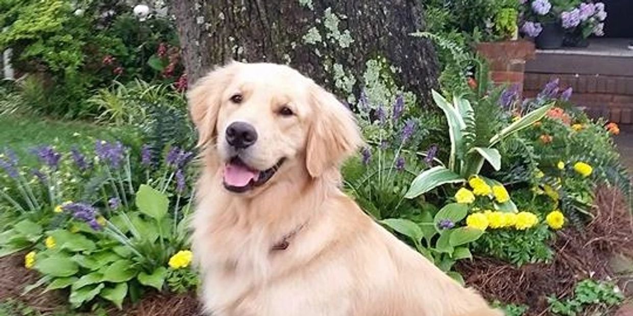 Close picture of a dog