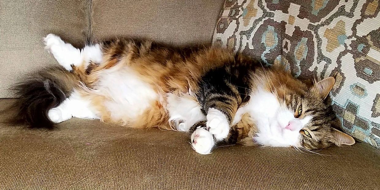 Close picture of a cat