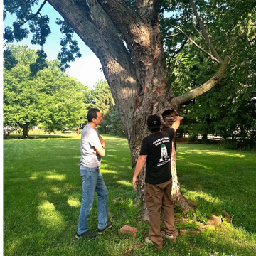 Buds Tree Care Champaign Illinois  Certified arborist, tree pruning, tree removal, landscaping