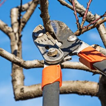 Tree Service Champaign IL
Arborist Champaign IL
Tree Removal Champaign IL