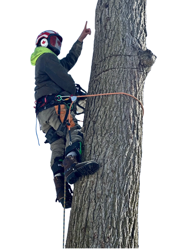 Tree Service Champaign IL
Arborist Champaign IL
Tree Removal Champaign IL
