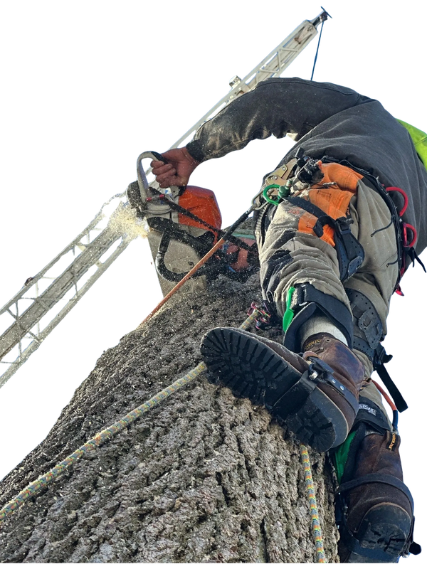 Tree Service Champaign IL
Arborist Champaign IL
Tree Removal Champaign IL