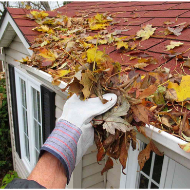 Tree Service Champaign IL
Arborist Champaign IL
Tree Removal Champaign IL