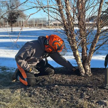 Tree Service Champaign IL
Arborist Champaign IL
Tree Removal Champaign IL