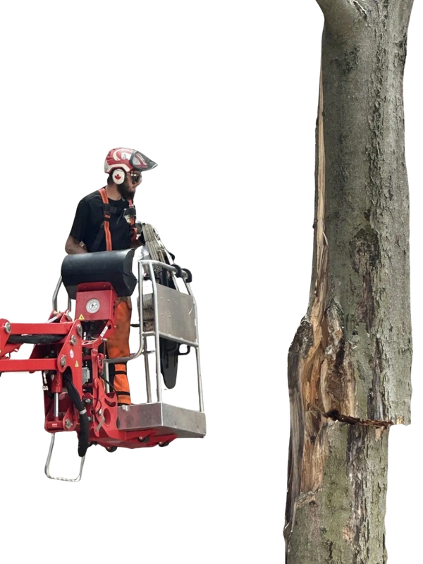 Tree Service Champaign IL
Arborist Champaign IL
Tree Removal Champaign IL