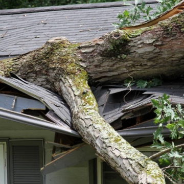 Tree Service Champaign IL
Arborist Champaign IL
Tree Removal Champaign IL