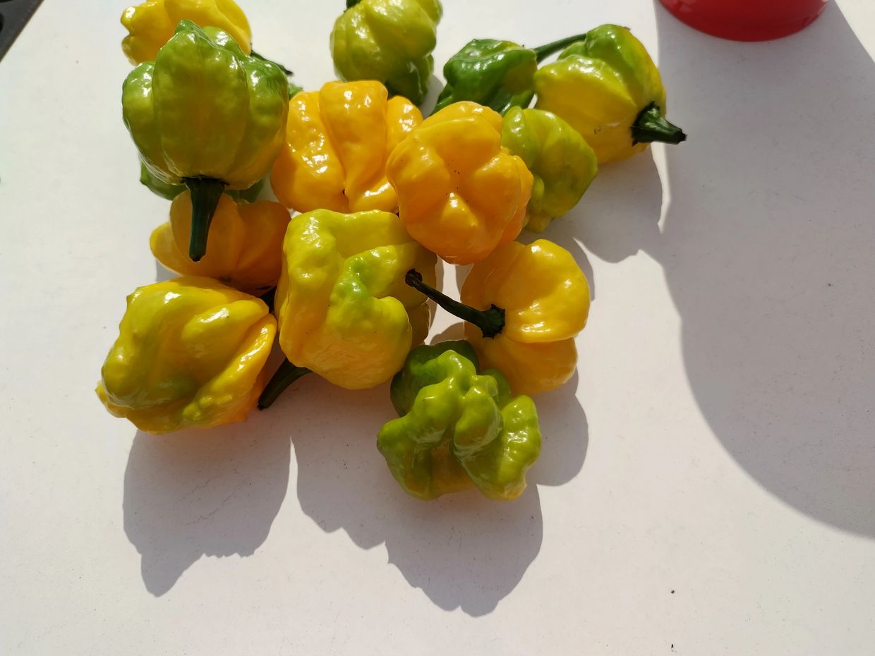 A pile of yellow and green wrinkled peppers on a white surface.