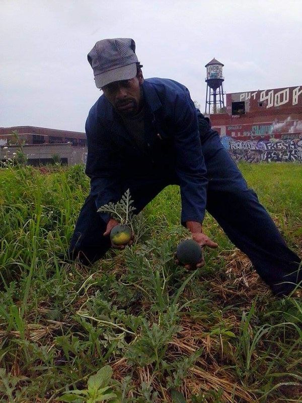 Man in overalls harvesting watermelons in an urban garden.