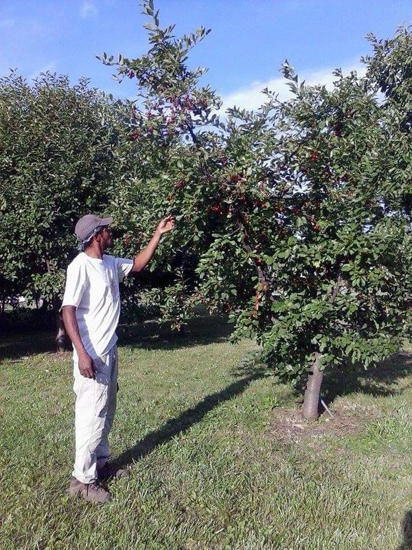 A man picking cherries from a tree in an orchard on a sunny day.
