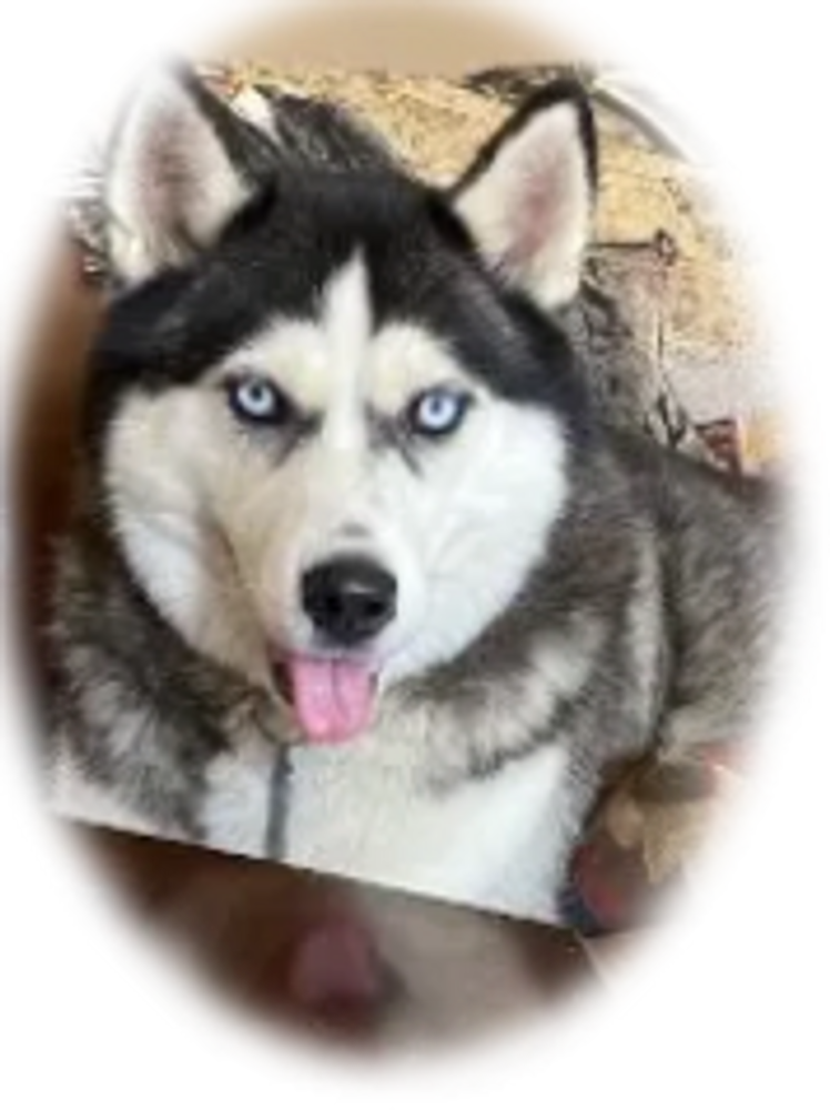 Russian dog looking on the camera