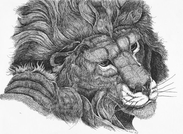 The Lion looking over his shoulder at his pride while relaxing in the shade