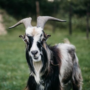 GOAT CASHMERE PRODUCTS 