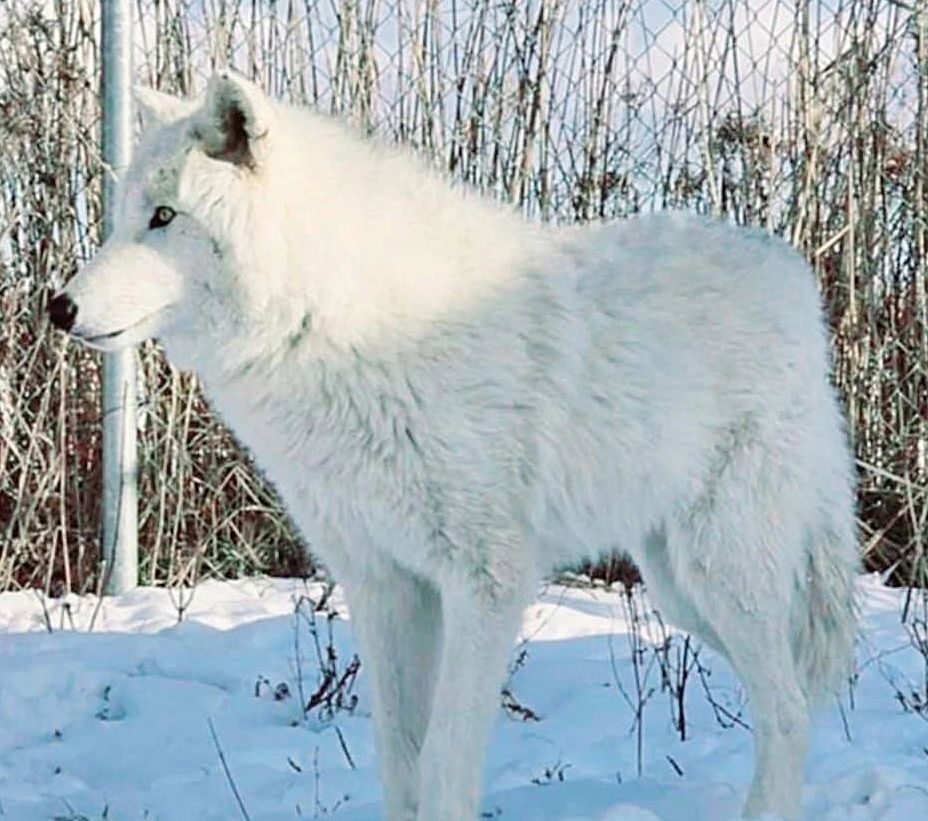 One of our  beautiful pups who grew up to look like dad
