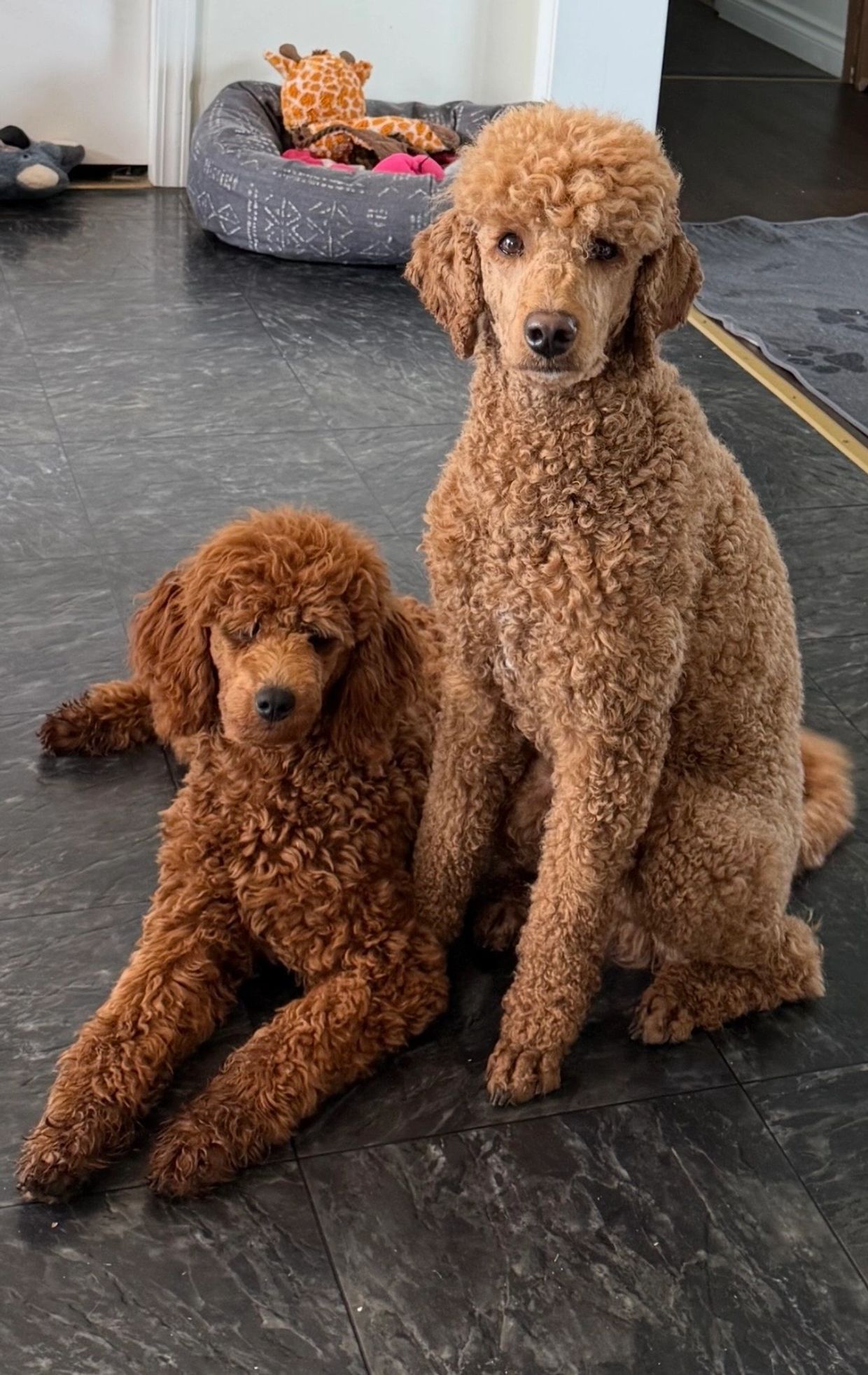Two curly-haired poodles sitting on a tiled floor.