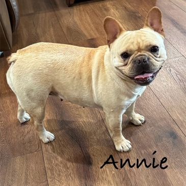 AKC Heartland's Katie Bug By Daystar
French Bulldog 
Champion Sired
AKC French Bulldogs From Missour
