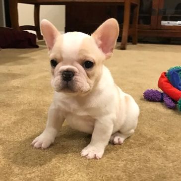 AKC French Bulldog excellent pedigree from Missouri