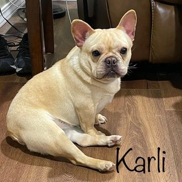 AKC Heartland's Karli
AKC Champion Sired
AKC French Bulldogs from Missouri