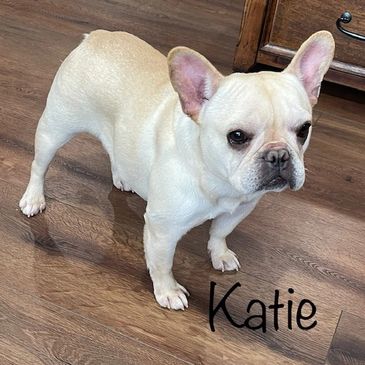 AKC Heartland's Katie Bug By Daystar
French Bulldog 
Champion Sired
AKC French Bulldogs From Missour