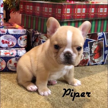 AKC French Bulldog excellent pedigree from Missouri