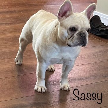 Heartland's Sweet and Sassy
AKC Champion Sired
AKC French Bulldogs from Missouri