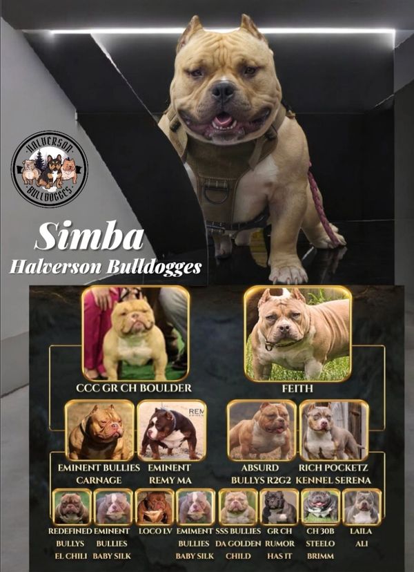 Simba the muscular Halverson Bulldogge with his pedigree lineage.