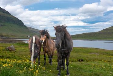 Three Icelandic horses standing near a fence in a scenic meadow with mountains and a lake.