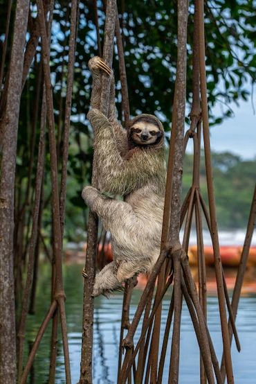 A sloth hanging from tree roots above water.