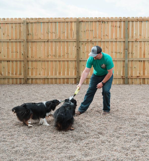 Person playing tug of war with 2 dogs.