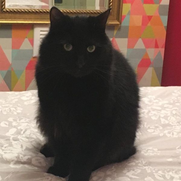Black cat sitting on a bed with patterned wall in background.