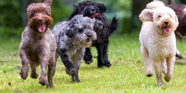 Four happy dogs running on grass.
