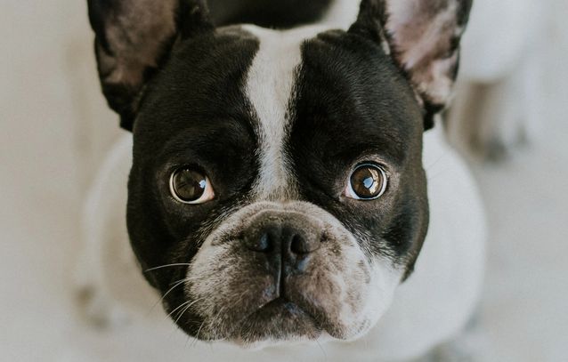 Dog looking at the camera