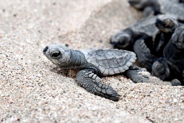Bébé tortue qui retourne à la mer du Costa Rica