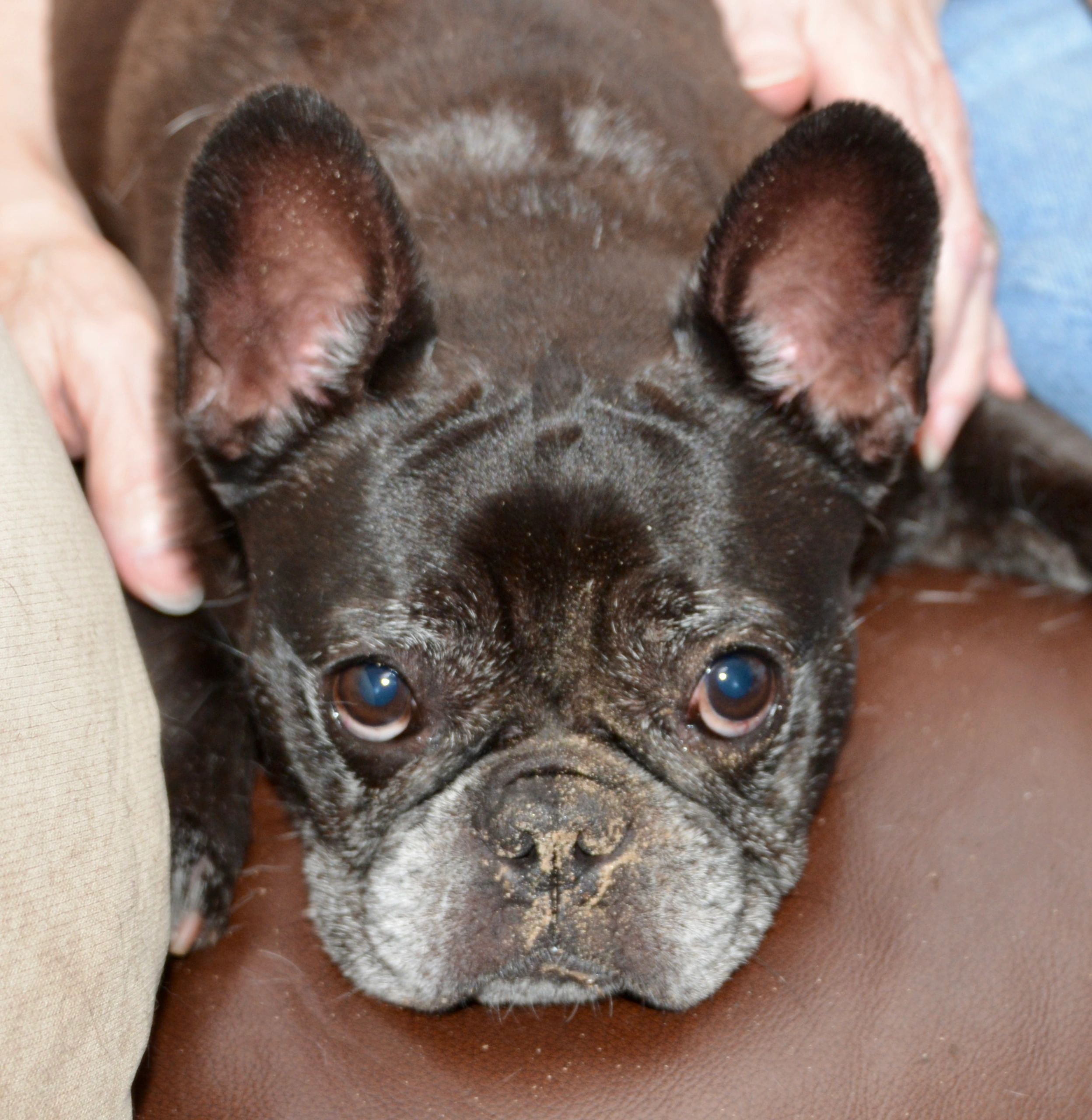 Close-up of a black dog with hands gently holding its ears.