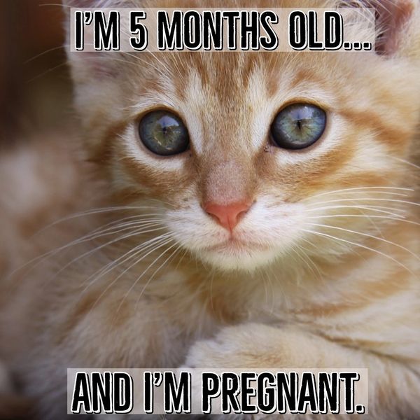 Know kittens can come into heat at 14-16 weeks of age? And deliver a litter before they are adults?