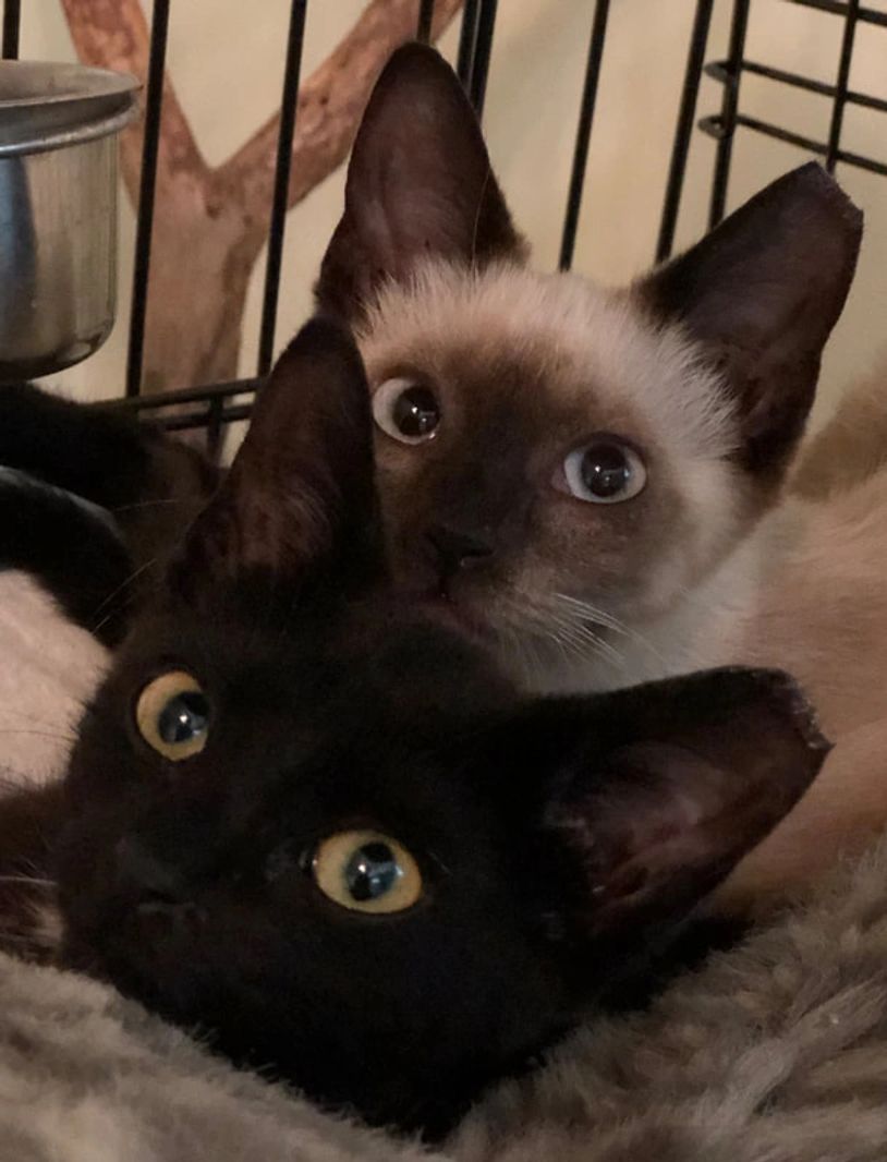 feral kittens with tipped ears