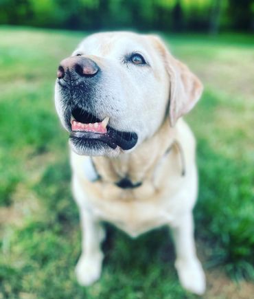 In-Home Pet Care- Hanover, PA