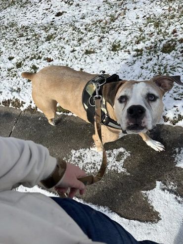Midday Pet Care- Hanover, PA