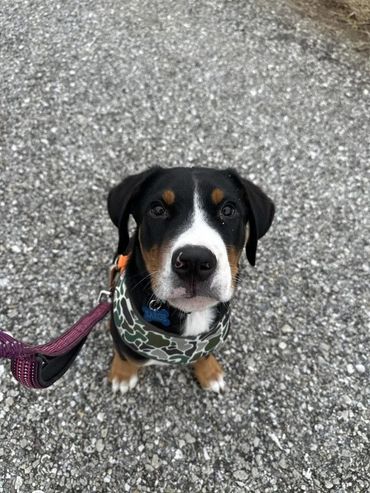 Puppy Visits in Hanover, PA