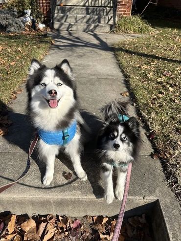 Daily Dog Waking- Hanover, PA