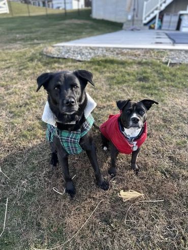 Winter Dog Walks in Hanover, PA