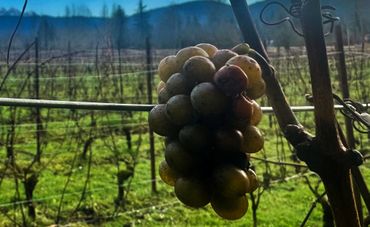 Close-up of a grape cluster on a vine with a vineyard in the background.