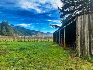Rustic wooden shed beside a green field and vineyard under a blue sky.