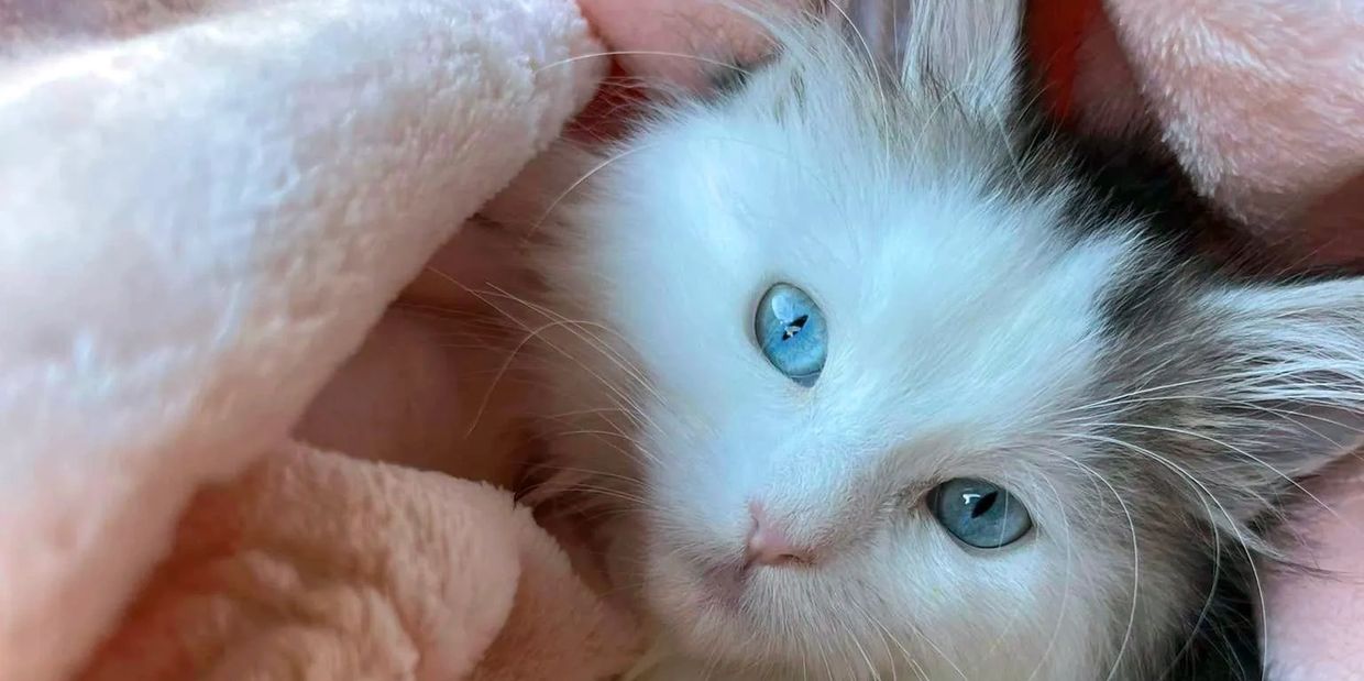 coonplay Blue eye polydactyl maine coon kittens