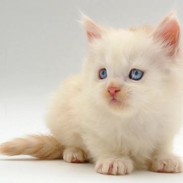 Healthy Blue Eye'd Maine Coon kittens exploring new surroundings