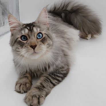 Beautiful Rare Blue eyed maine coon cat