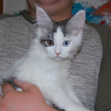 beautiful odd eye maine coon kittens