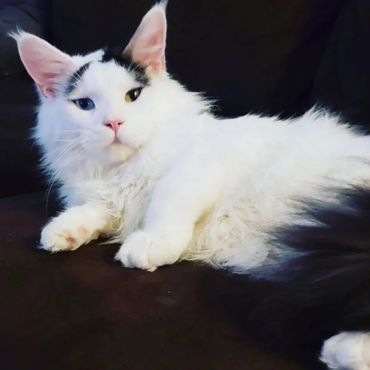 Odd eye'd Maine Coon cat ready for play