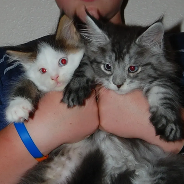 Cute blue eyed maine coon kittens
