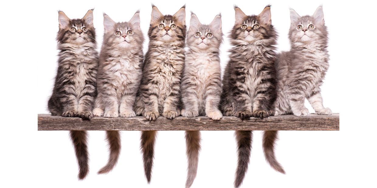 Happy Maine Coon Kittens For sale with playful expression