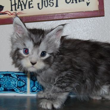 Rare odd eyed silver maine coon kittens for sale